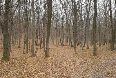 Teren de 90000 mp, în Central - 8