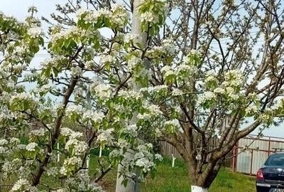 Casă cu 1 camere în Cotorca - 3