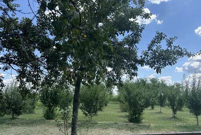 Casă cu 3 camere în Costești - 8