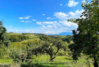 Complex de 3 case pe 18000 mp teren - 39