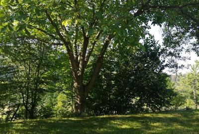 Casă cu 2 camere în Dărmănești - 6