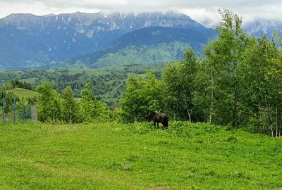 Teren Construcții extravilan de 2500 mp, în Peștera