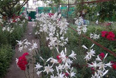 Casă cu 6 camere în Cotorca - 12