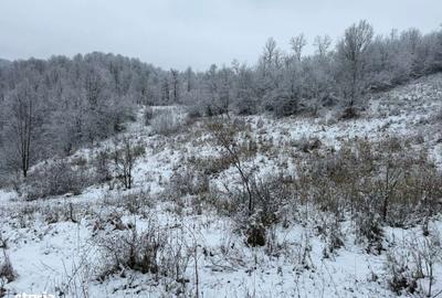 Spațiu comercial, în Provița de Jos - 4