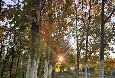 Inchiriez gradina urbana pentru recreere in Cartierul Padurea Baneasa - 1