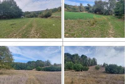 Teren Filipeni, Padure, ID: R2388722 - 2