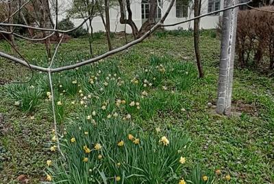 Casă în Băile Herculane - 1