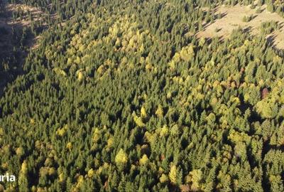 Teren de 162000 mp, în Sărmaș - 2