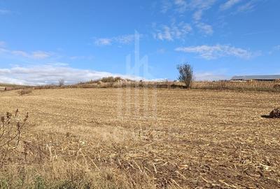 Teren extravilan in Sura Mare - 1