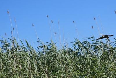 Teren intravilan in Delta Dunarii, C.A. Rosetti - Cardon - 13