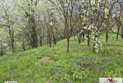 Teren de 1295 mp, în Berghin - 5