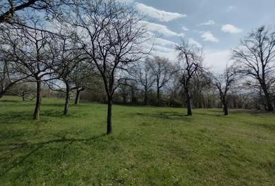 Teren de 6800 mp, în Șișești - 5