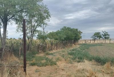 Casă cu Teren 2538 Mp în Smirna - 3