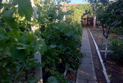 Casa, gradina, teren mare - Palazu Mare - 4