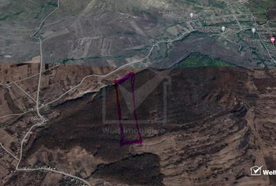 29.000 mp padure in Padureni (Chinteni), 100% material lemnos - 3