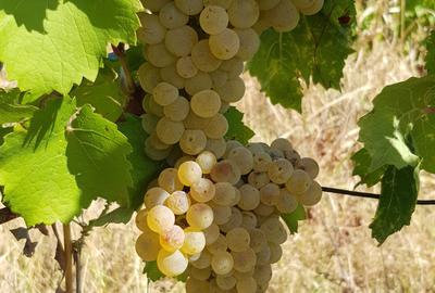 Teren de 4931 mp, în Exterior Vest - 1