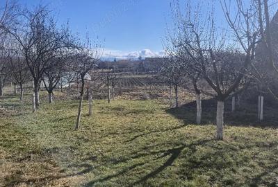 Casă cu 4 camere cu Teren 2200 Mp în Bod - 3