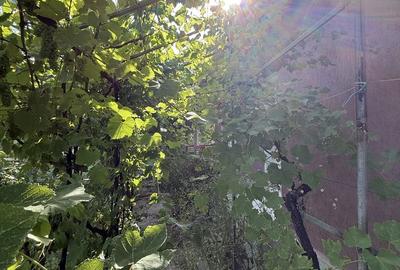 Casă cu 4 camere în Mănăstirea Cașin - 5