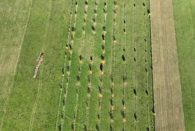Teren intravilan de 13965 mp, în Aușeu - 15