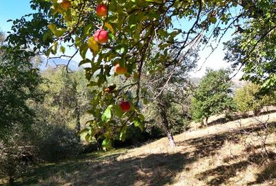 Comision 0% |Teren intravilan 6.232 mp Sohodol| Bran| Utilitati Comision 0% |Teren intravilan 6.232 mp Sohodol| Bran| Utilitati - 9