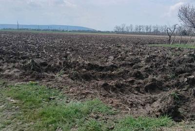Teren de 6000 mp, în Bogdan Vodă - 5