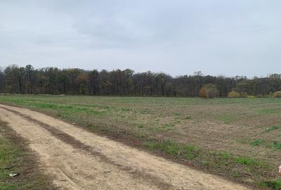 Teren Sabareni langa padure 10 minute pana in Bucuresti 6800mp - 8