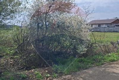 Teren Construcții intravilan de 1439 mp, în Santăul Mare - 4