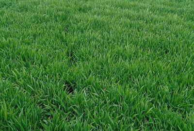 Casă cu Teren 4500 Mp în Jebel - 1