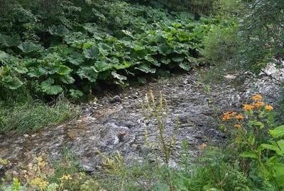 Teren  Câmpul lui Neag, Cheile Butii - 5