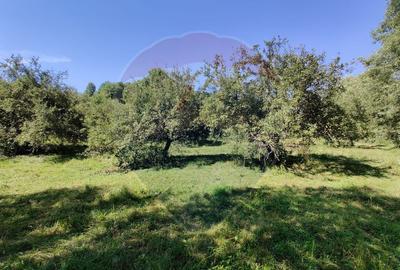 Teren de 3718 mp, în Remetea Chioarului - 12