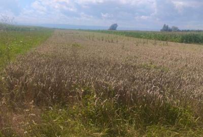 Teren intravilan, 10000mp, zona Maneuti, Radauti - 12