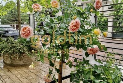 IANCU NICOLAE/ GRADINA SUPERBA/LOCURI DE PARCARE/SPATII GENEROASE - 51