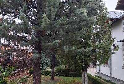 Motaieni, Dambovita - 3