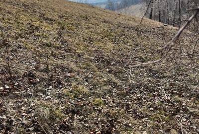 Vanzare Teren cu Punct de Belvedere in Moieciu zona Magura-Pestera - 22