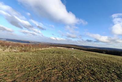 Teren de 3000 mp, în Săldăbagiu de Munte - 5