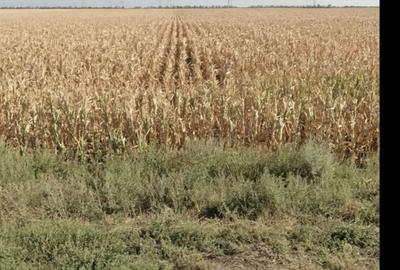 Spațiu comercial, în Bizighești - 2