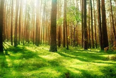 Pădure 270 Hectare, Județul Bacău, Oportunitate Excelentă! - 1