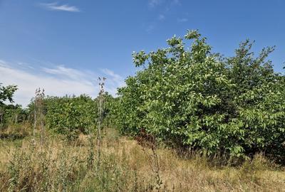 Domnesti - Ciutaci, vanzare 4 loturi de teren intravilan Domnesti - Ciutaci, vanzare 4 loturi de teren intravilan - 11