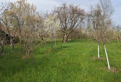 Teren Construcții intravilan de 2500 mp, în Dealu Bradului - 3