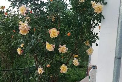 Vind casa cu teren Intravilan in Rimnicu-Vilcea Str. Buridava 34 - 7