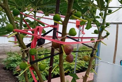 Casă cu Teren 800 Mp în Central - 2