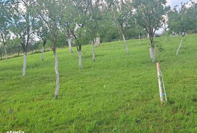 Spațiu comercial, în Benic - 6