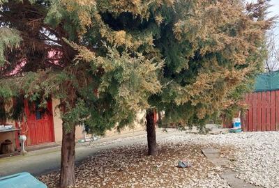 Casă cu 3 camere în Limanu - 3