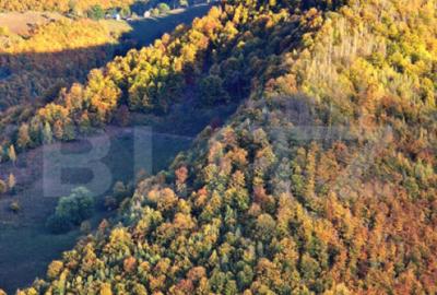 TEREN CU PANORAMA, strada principala, 9959mp, Marisel - 3