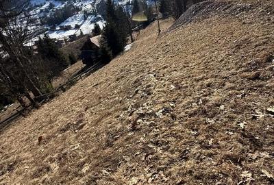 Teren Construcții intravilan de 12500 mp, în Galbena - 10