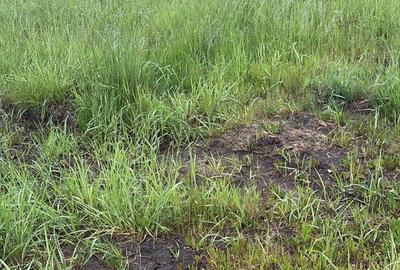 Spațiu comercial, în Bradu - 4