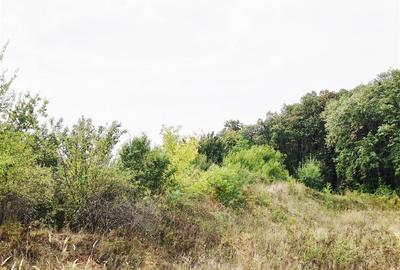 Teren Construcții intravilan de 955 mp, în Bucium - 4