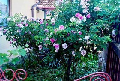 Casă cu 4 camere cu Teren 80 Mp în Bocicoiu Mare - 4