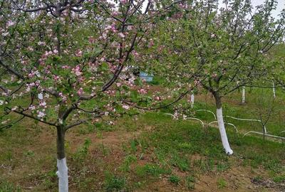 Teren de 700 mp, în Vlădiceni - 6