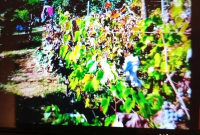 Teren de 2500 mp, în Prilog - 1